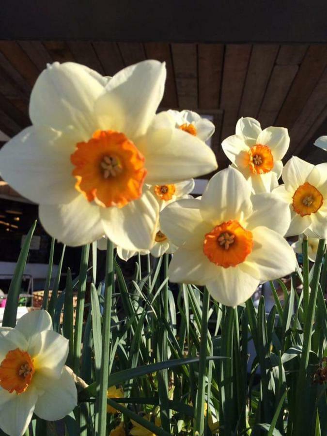 Holland House Bed and Breakfast Ballyshannon Εξωτερικό φωτογραφία
